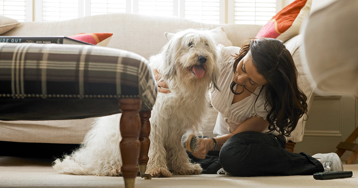 All About Akc Pet Insurance - Health Insurance For Dogs And Cats thumbnail