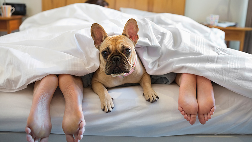 Dog with owners in bed