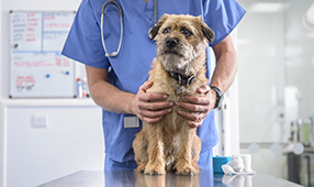 Small Dog Being Held by Veterinarian