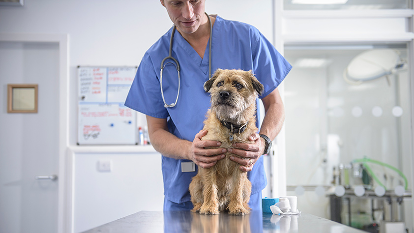 Small Dog Being Held by Veterinarian