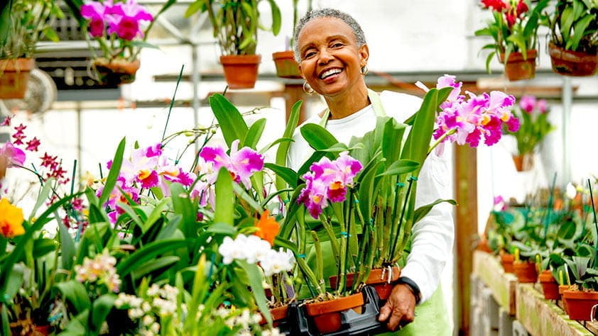 Senior woman working with orchids in a greenhouse