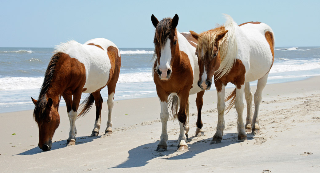 Wild horses walking the beach at Assateague Island