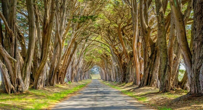 Cypress tunnel at Point Reyes National Seashore in California