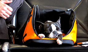 Small black and white dog sleeping in a carry-on container
