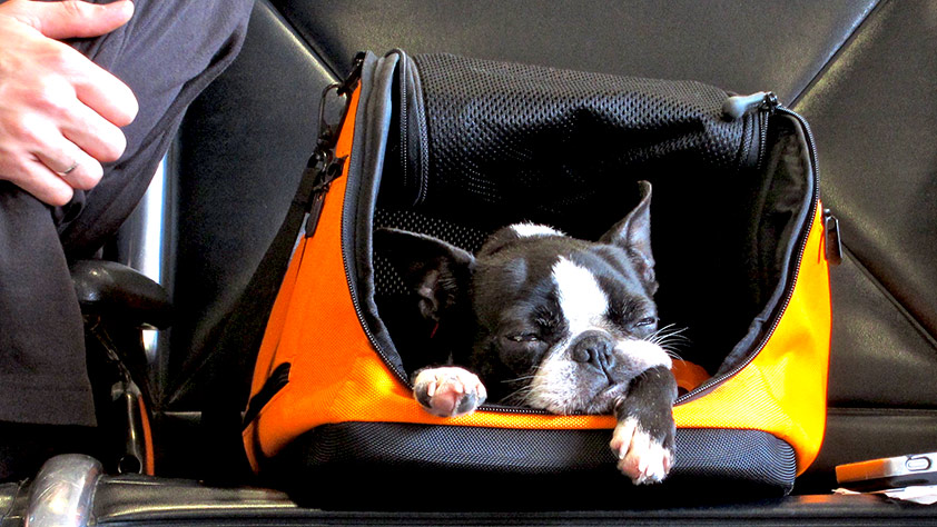 Small black and white dog sleeping in a carry-on container