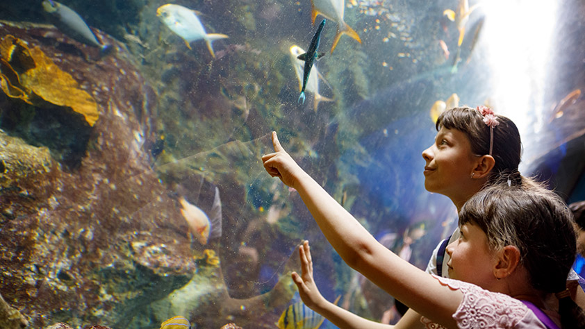 Children pointing at fish in a large aquarium display