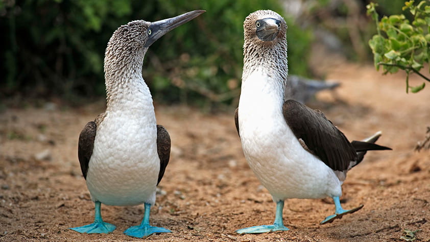 Two adult blue-footed boobies, Galapagos, Ecuador