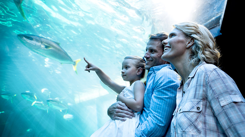 Family looking at fish in a large aquarium display tank