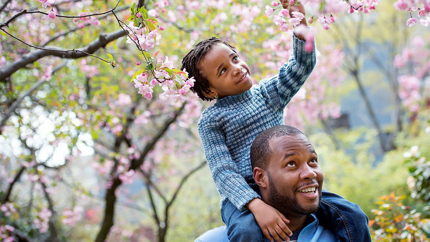 Young boy sitting on his dad's shoulders looking at pink cherry blossoms