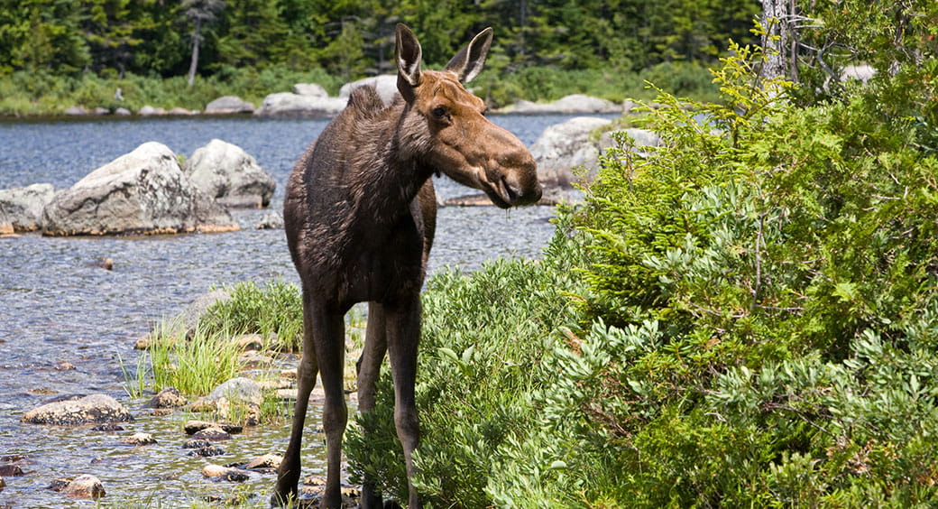 Itasca State Park - State Parks Offer National Park Fun—for Less