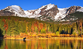 A moose standing in a lake in a brightly colored autumn forest with snowy mountains in the distance