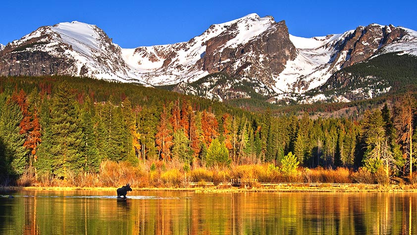 A moose standing in a lake in a brightly colored autumn forest with snowy mountains in the distance