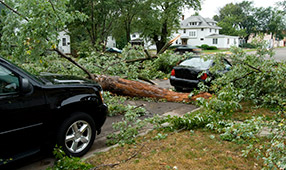 Downed Tree on Road Between Two Cars