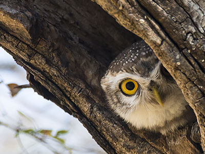 NEA Retirement Income Guide - Owl Peeking Out From a Tree Trunk