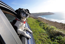 Dog Looking out of a Car Window - NEA Travel: Car Rental