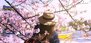 Female traveler enjoying the Hanami cherry blossom festival in Japan