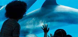 NEA Discount Tickets Program - Teenage boy and little sister at the aquarium watching bottlenose dolphins.