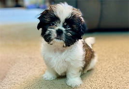 NEA Pet Insurance Program - Theo the dog