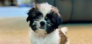 NEA Pet Insurance Program - Theo the dog