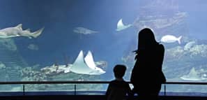 Madre e hijo en el acuario